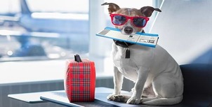 ¿Cuáles son las políticas de GOL Airlines para viajar con mascotas?